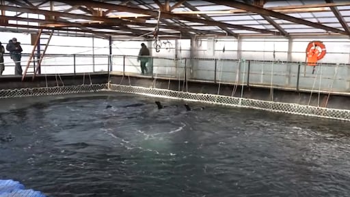 Russische 'orkagevangenis' moet walvissen vrijlaten