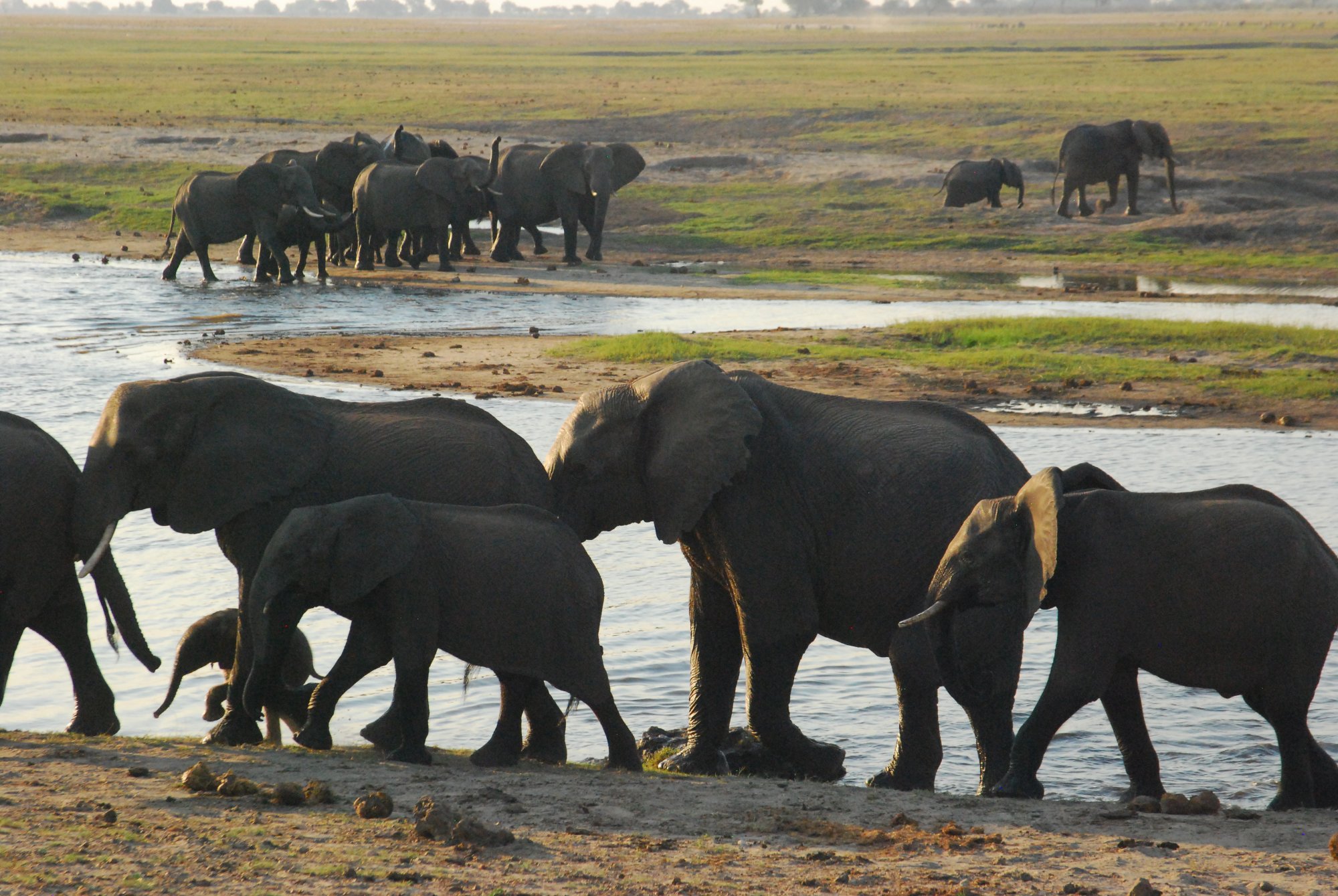 Jachtverbod olifanten mogelijk opgeheven: 'Ze veroorzaken ellende, elke dag weer'