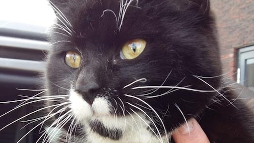 Oostenrijkse kat springt in Nederland uit vrachtwagen