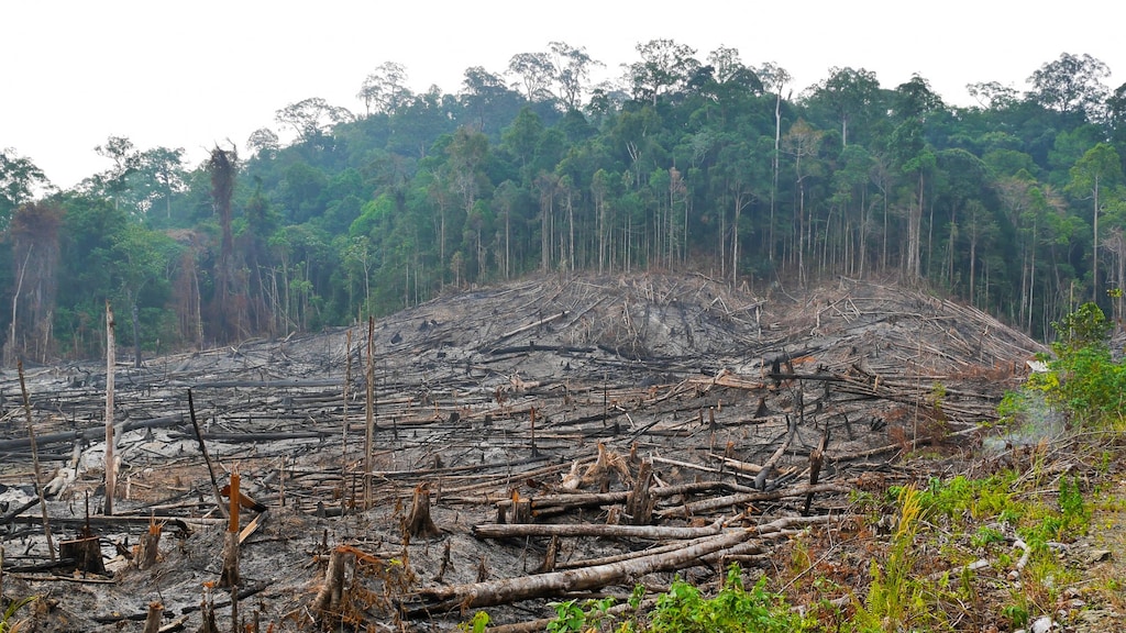 Produksi minyak sawit sering kali disertai dengan pembukaan hutan hujan. Di sinilah pohon ditebang di Indonesia.