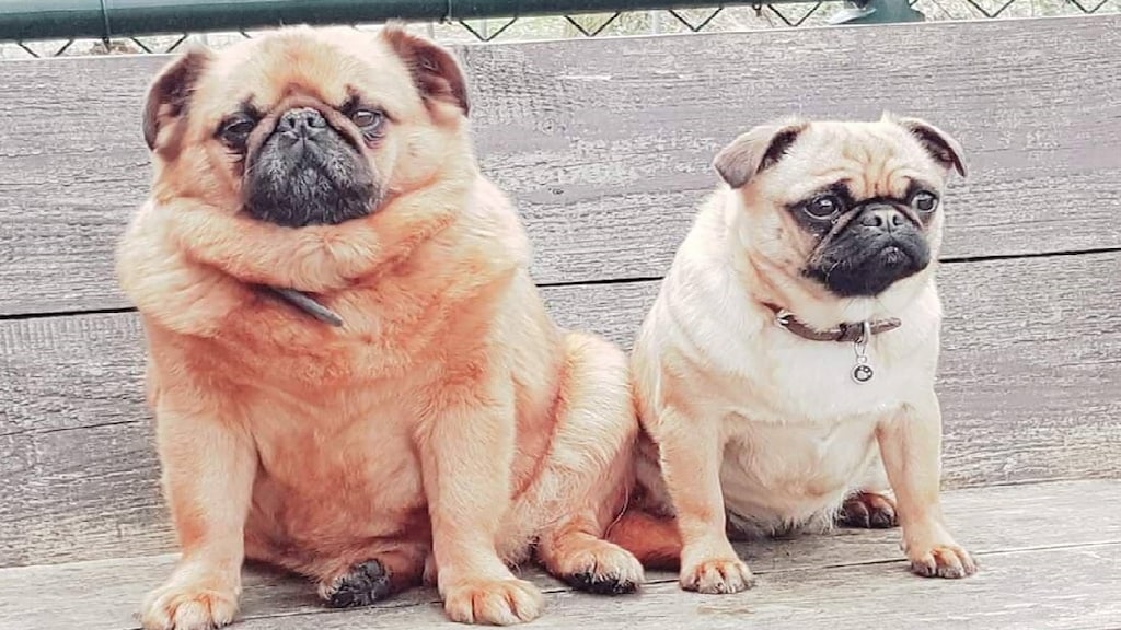 Annelies heeft spijt van doorgefokte hond: 'Hij piept van de pijn'