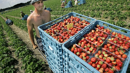 Slapen in lekkende tenten: zo worden arbeidsmigranten behandeld