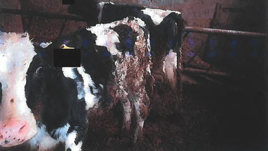 De poten en de buik van dit kalf zijn besmeurd met mest.