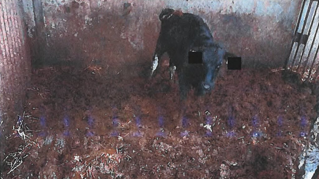 De vloer van een hok van 'boerderij 110' is bedekt met een dikke laag mest en urine.