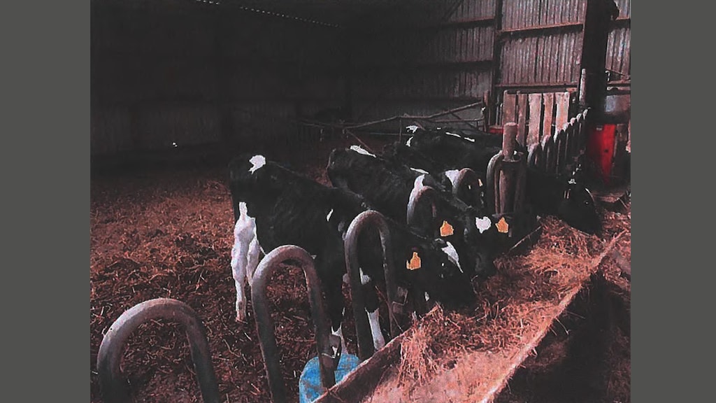 Magere kalveren met uitstekende botten op 'boerderij 110'