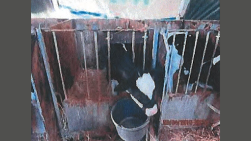 Slechte verzorging kalfjes: sterfte op 1200 boerderijen schrikbarend hoog