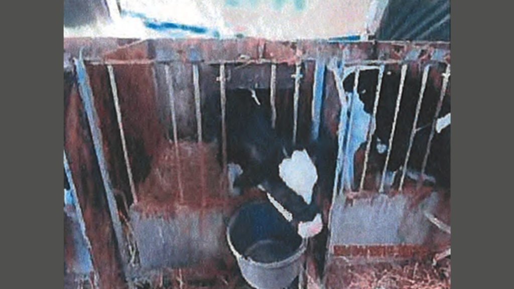 Slechte verzorging kalfjes: sterfte op 1200 boerderijen schrikbarend hoog