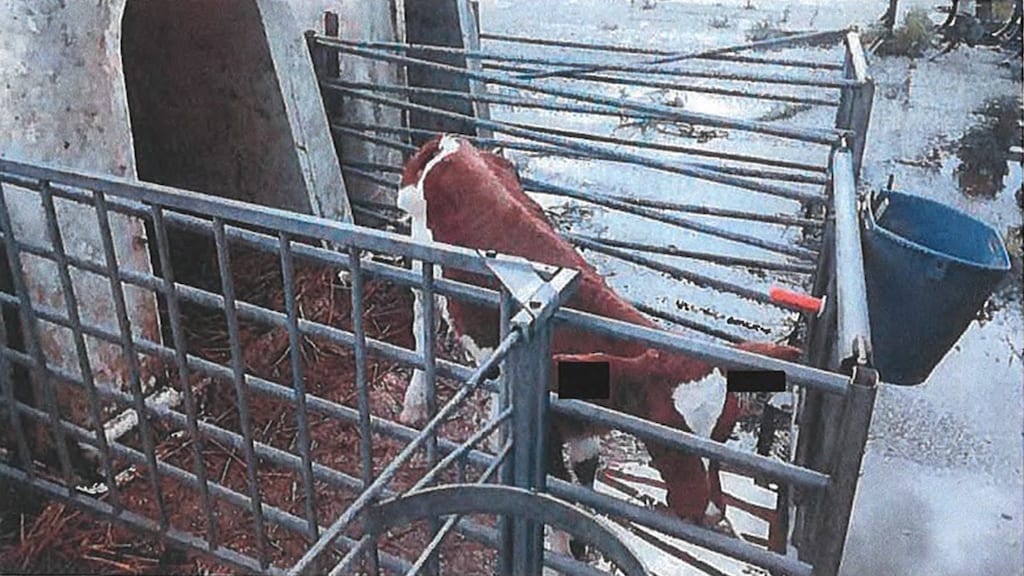 Terwijl het hoog zomer is, staat de waterbak van dit kalfje leeg.