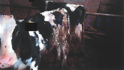 Kalfjes op 'boerderij 110' staan in een dikke laag mest en urine