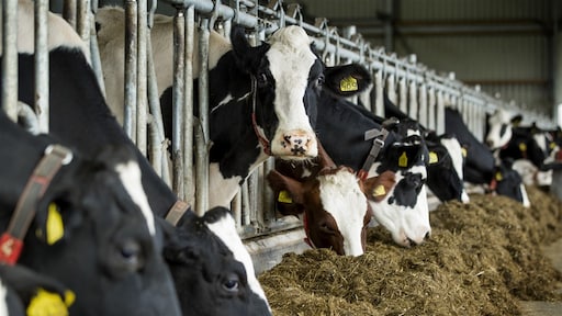 Kamer stemt in met spoedwet stikstof die woningbouw op gang moet brengen
