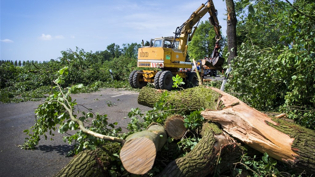 Groeiend verzet tegen massale bomenkap