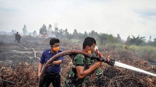 Shell plant nauwelijks bomen van je cent CO2-compensatie aan de pomp