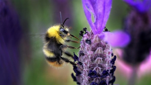 Veel minder bijen in tweede Nationale Bijentelling: Verlengd tot en met 19 april