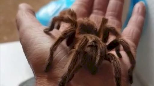 Ontsnapte vogelspin loopt door Veenendaal: 'Ze schrokken zich rot'