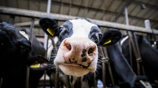 Wakker Dier dient klacht in over zuivelcampagne