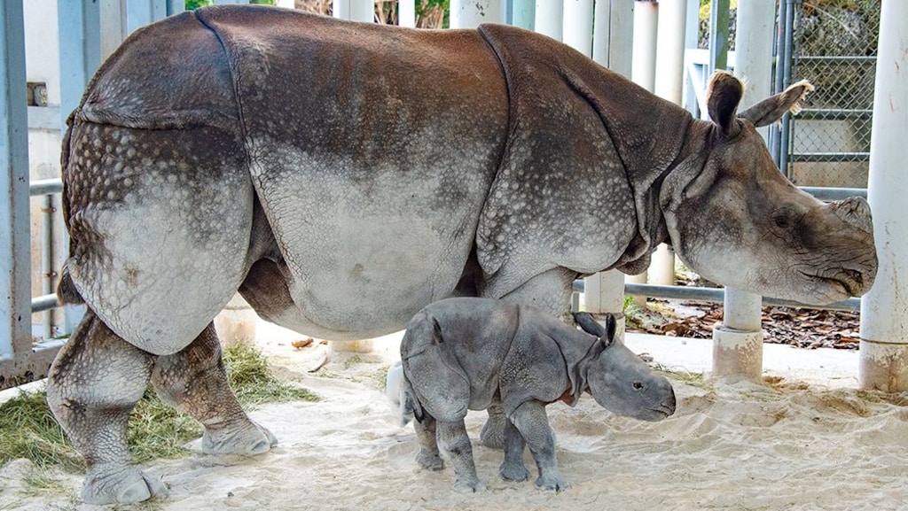 Uniek: zeldzame neushoorn bevallen na kunstmatige inseminatie