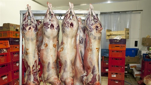 Eigenaar slachthuis slaat vrouw neer bij inspectie NVWA