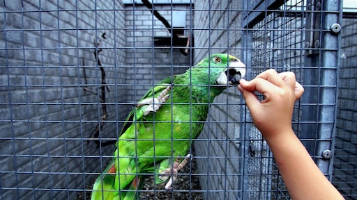 Papegaai ‘gearresteerd’ na waarschuwen voor politie