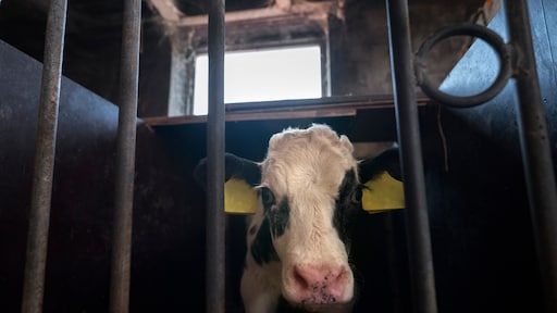 Leiding NVWA al jaren op hoogte van misfunctioneren eigen afdeling