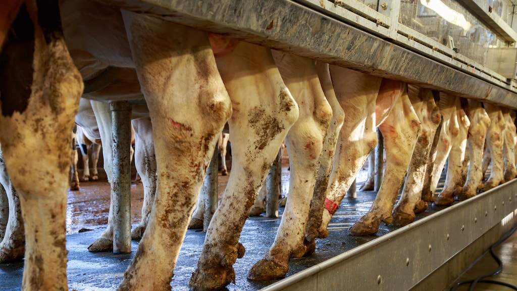 Directie NVWA vindt klokkenluiders onprofessioneel en niet-integer