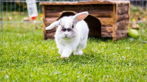 Dierenorganisaties trekken aan de bel: geef geen dier cadeau