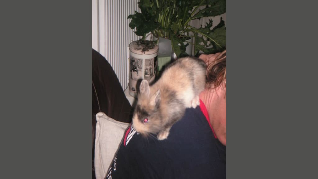 Het konijn dat Willeke cadeau kreeg