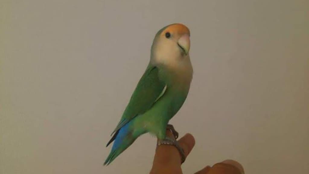 De dwergpapegaai van Rudy.