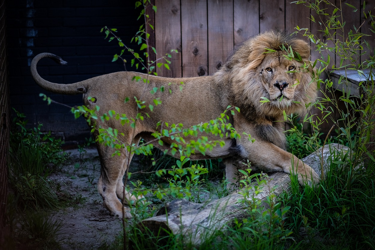 Drie leeuwen uit 'helse dierentuin' in Albanië opgevangen in Friesland
