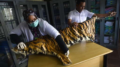 Pijnlijke gevolgen van de jacht: aantal grote zoogdieren met 40 procent gedaald
