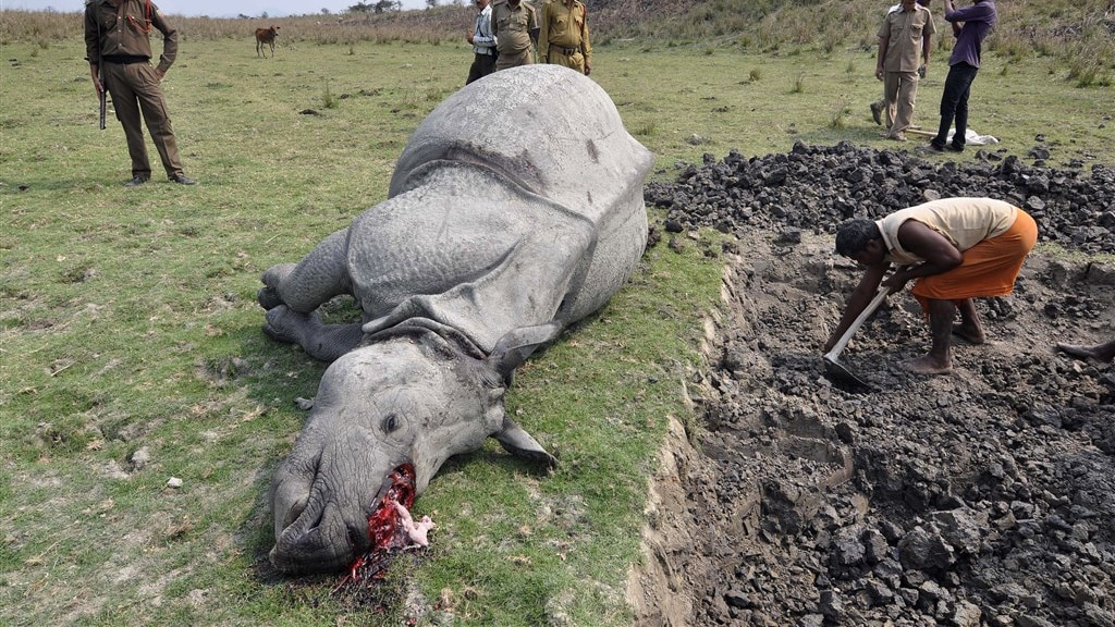 Een neushoorn in het Indiase Pobitora Wildlife Sanctuary is gedood door stropers die vervolgens de hoorn van het dier hebben afgezaagd.