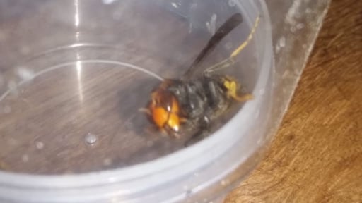 Eerste agressieve 'monsterwesp' gespot in Noord-Brabant