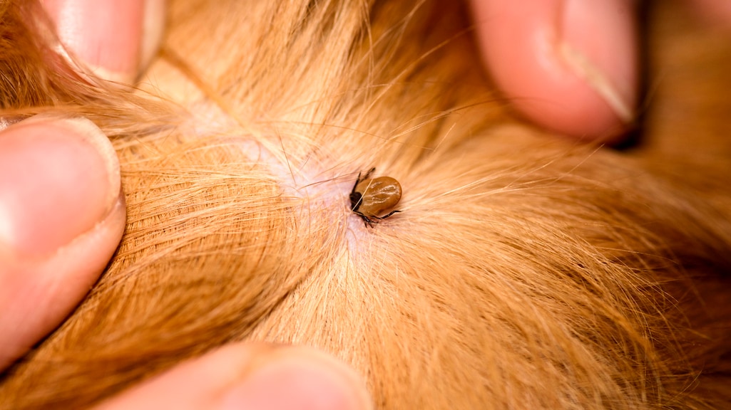 Niet draaien, géén alcohol: zo verwijder je een teek