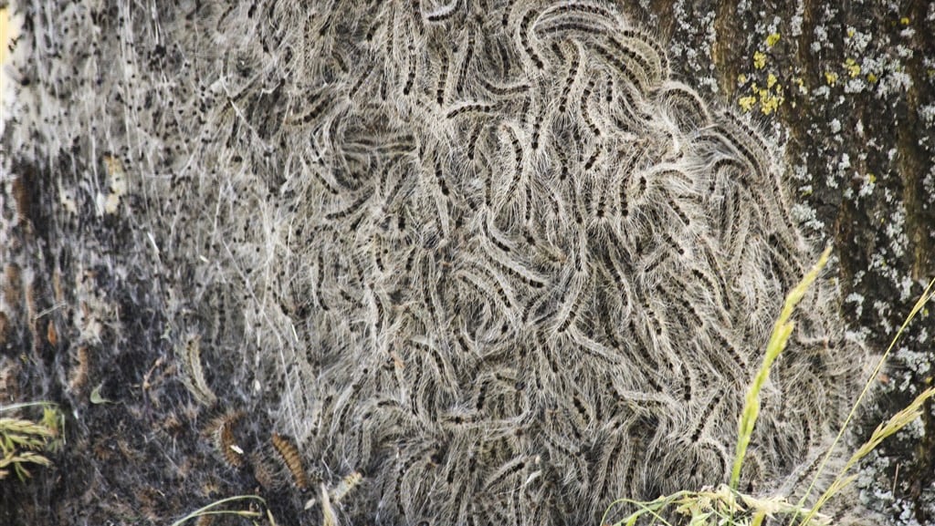 Heeft de eikenprocessierups ook goede eigenschappen? (spoiler: nee)