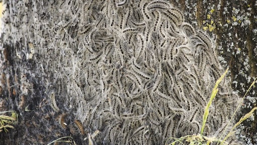 Heeft de eikenprocessierups ook goede eigenschappen? (spoiler: nee)