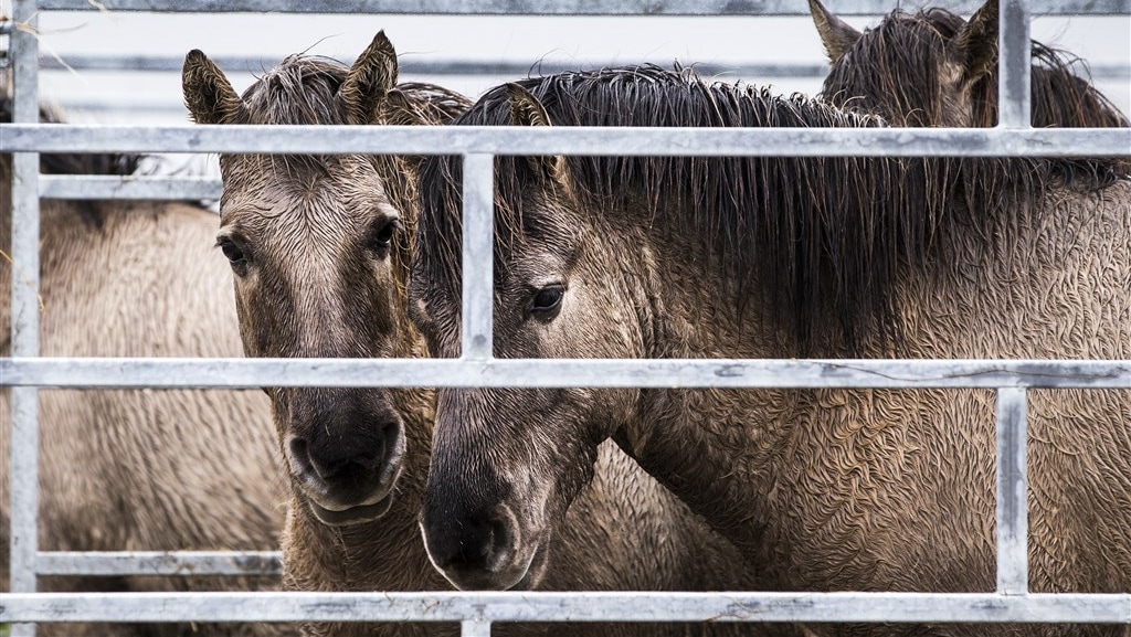 Konikpaarden Oostvaardersplassen naar Wit-Rusland