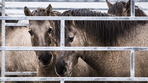 Konikpaarden Oostvaardersplassen naar Wit-Rusland