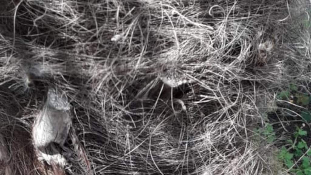 Een boom vol met de rupsen voor het huis van Robin.