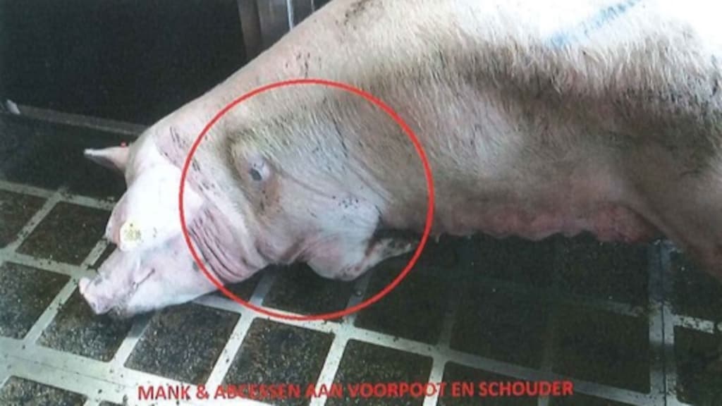 Partij voor de Dieren eist onderzoek naar gebrekkig toezicht NVWA op de vleessector