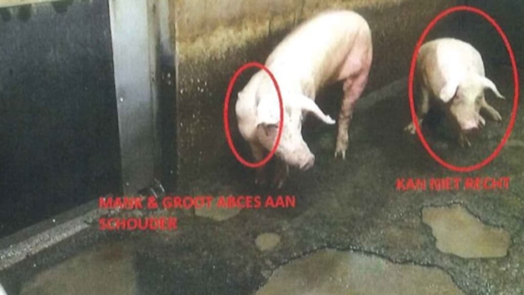 Het linkervarken heeft een groot abces en is mank, net als het rechter.