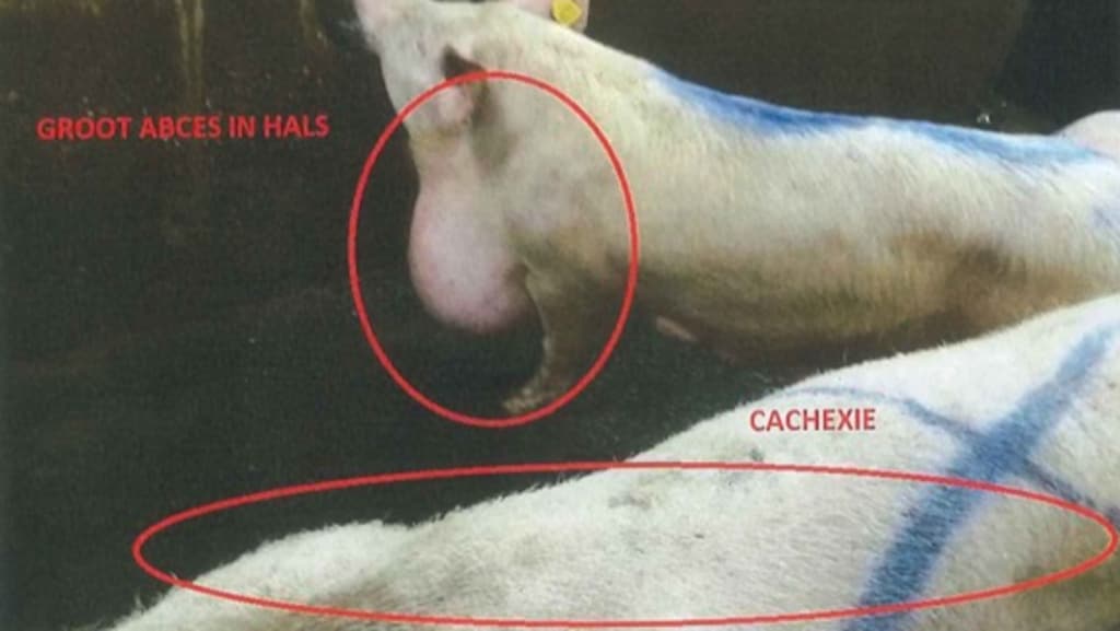 Het bovenste varken heeft een bacteriële ontsteking in de hals, het andere is ernstig vermagerd.