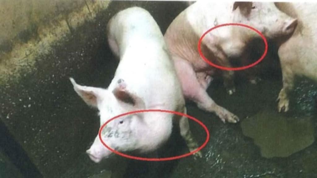 Dierenartsen NVWA laten export ernstig zieke dieren naar slachthuizen in België en Duitsland toe