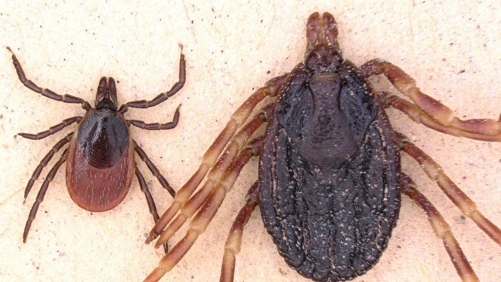 RIVM bevestigt vondst tropische reuzenteek in Drenthe