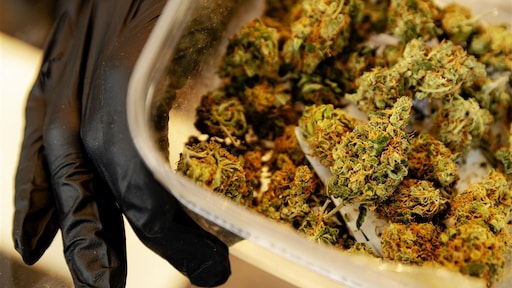 26 gemeenten geïnteresseerd in proef met legale wietteelt