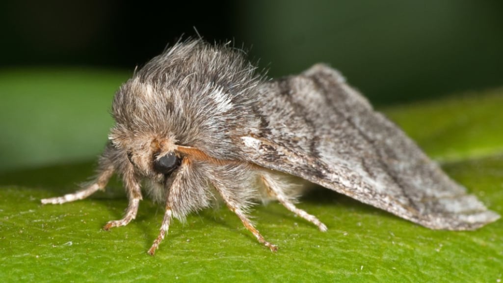 Door de eikenprocessierups te doden, zien we deze vlinders minder