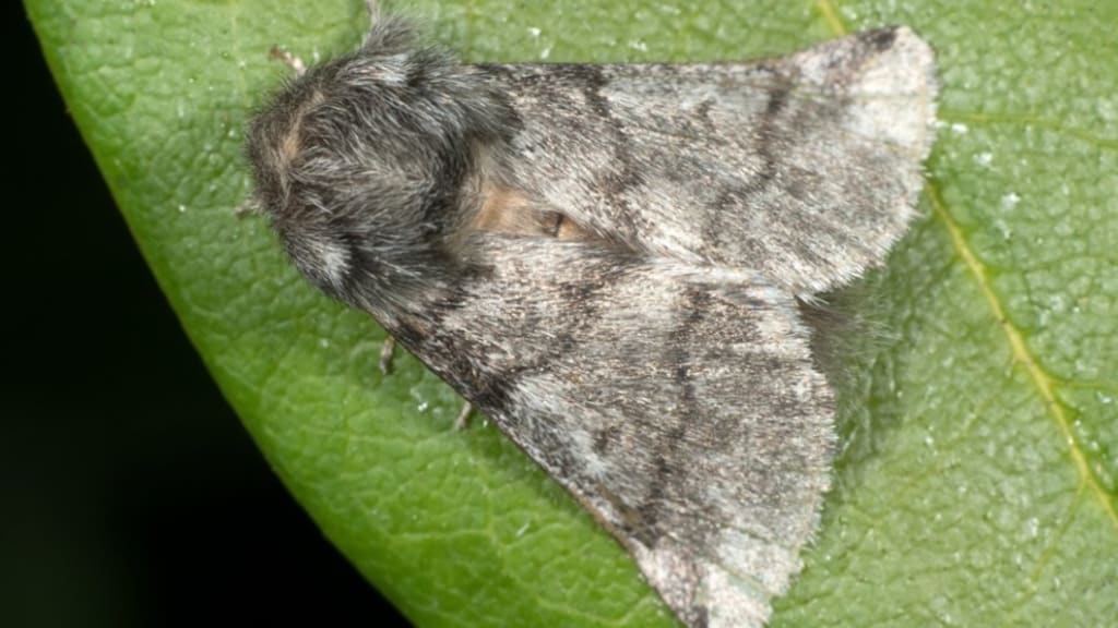 De Thaumetopoea processionea.