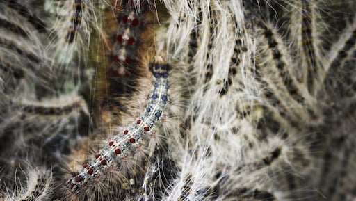 Monique vindt eikenprocessierupsen in badkamer