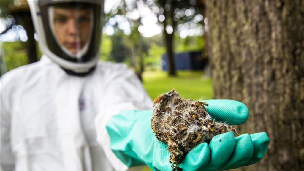 Geen bestrijder meer te vinden: overlast eikenprocessierups zeldzaam groot