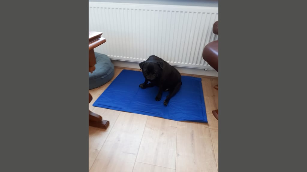 Kwispel op zijn koelmat.