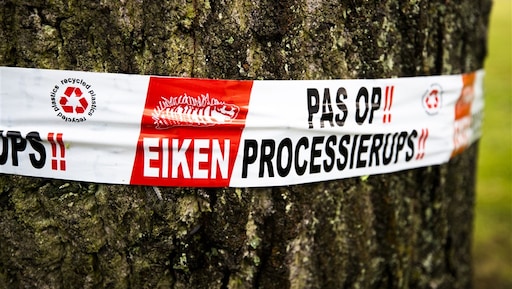 Verdriedubbeling aantal processierupsen: 'Dit probleem gaat niet meer weg'