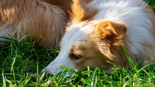 Pas op met het uitlaten van je hond in de volle zon